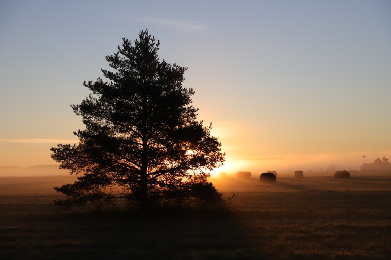 Auringonlasku tai -nousu, edessä musta puu ja taustalla pelto, jossa paaleja