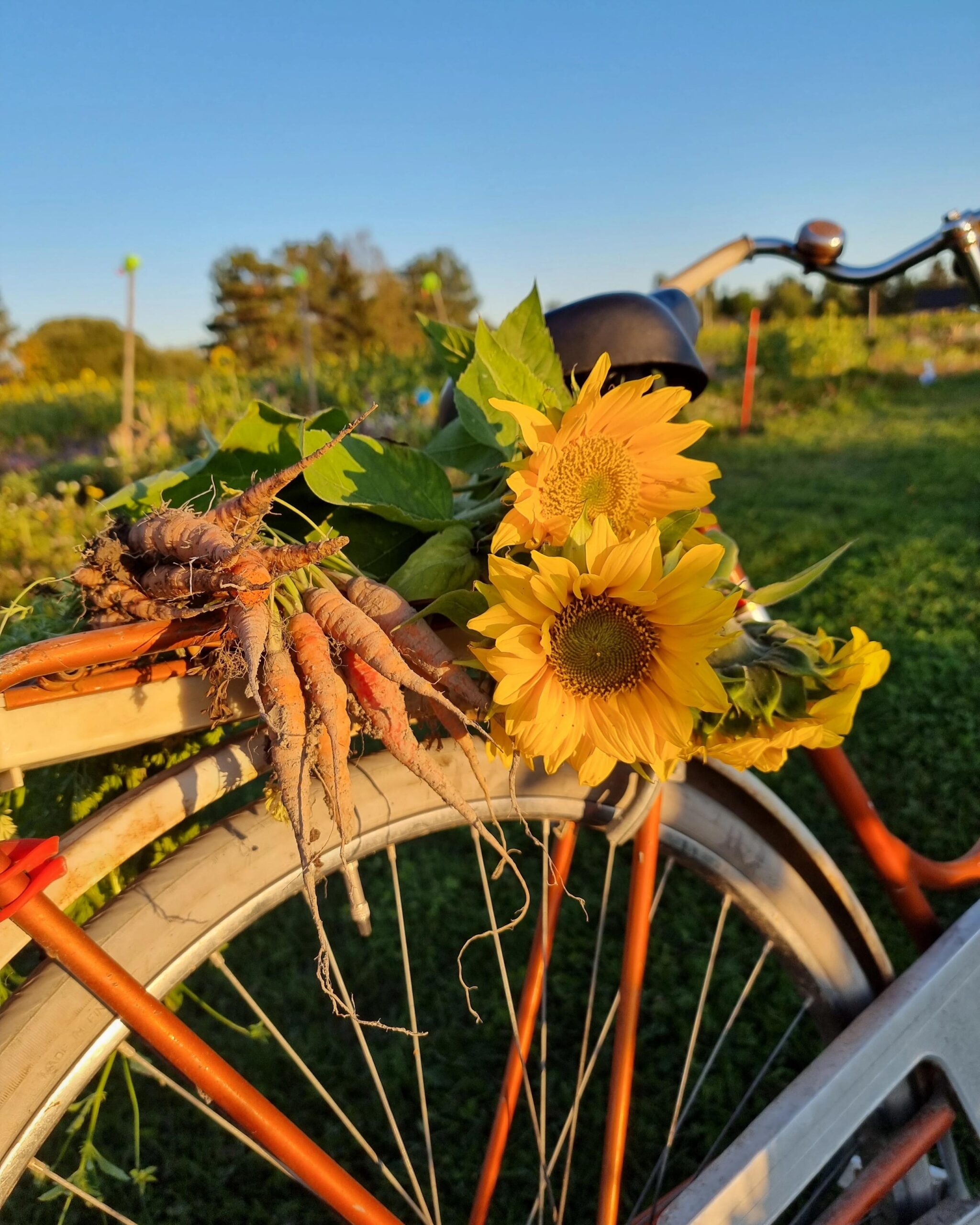 Kuva vanhan polkupyörän takaosasta, jossa kyydissä vasta poimittuja multaisia porkkanoita ja auringonkukkia